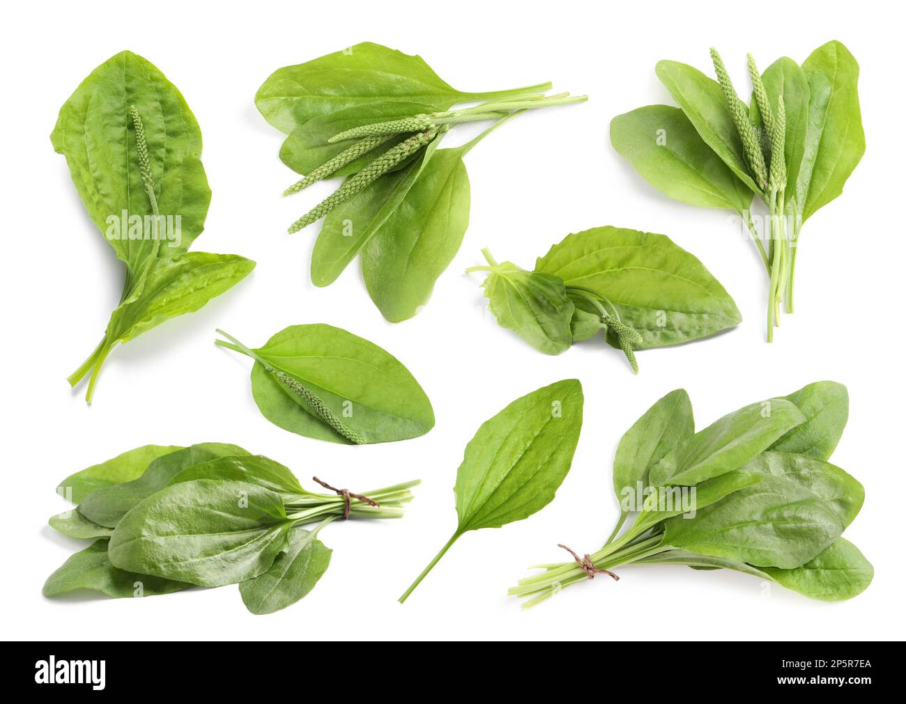 Décor avec plantes plantain à feuilles larges fraîches sur fond blanc Banque D'Images