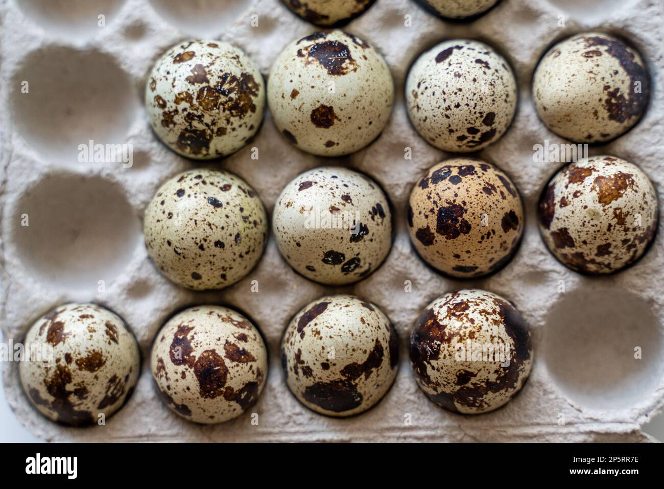 Œufs de caille tachetée dans une boîte à œufs sur fond clair, produits naturels écologiques. Banque D'Images