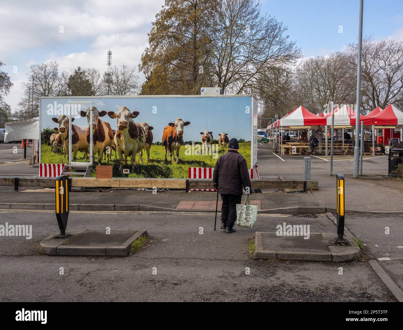 Fourgon de boucher avec une photo de vaches dans un champ, homme âgé avec un sac à provisions marchant devant ; Northampton, Royaume-Uni Banque D'Images