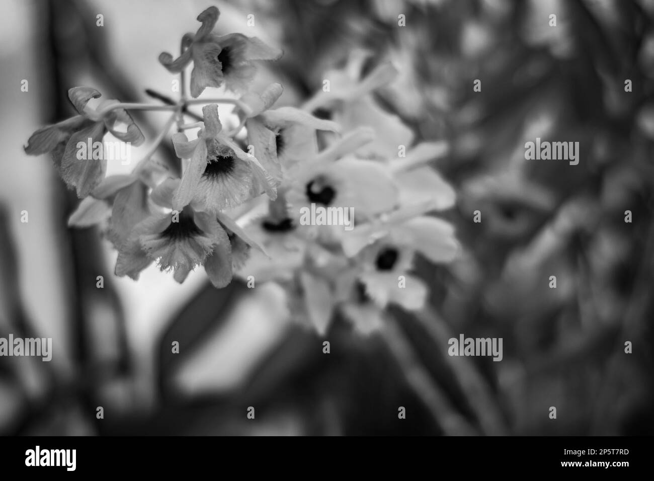 Vue fleurie en noir et blanc peu profonde sélective. Thème botanique, magnifiques formes naturelles. Banque D'Images