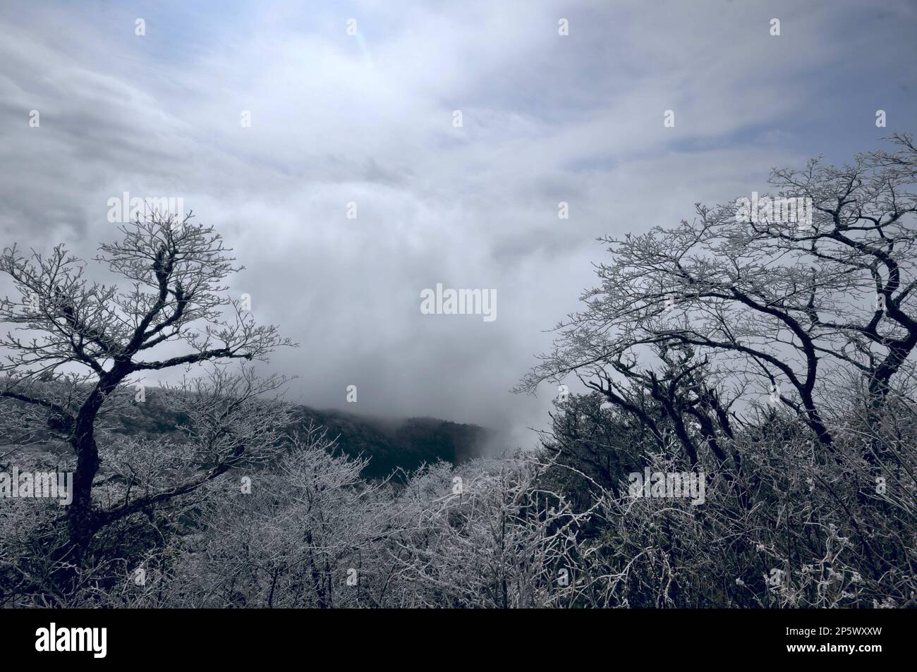 Rime scenery appears in the Leigong Mountain National Forest Park in Leishan, Guizhou, China on Saturday December 22, 2012. (TopPhoto via AP Images) Banque D'Images
