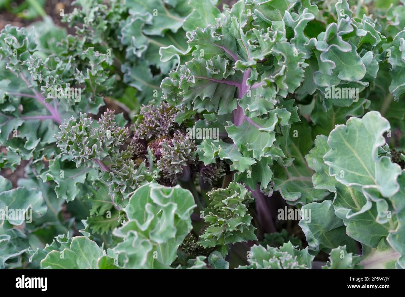 Crambe maritima, kale de mer, herbacée vivace, lobé, feuilles bleu-vert à bords ondulés, Banque D'Images