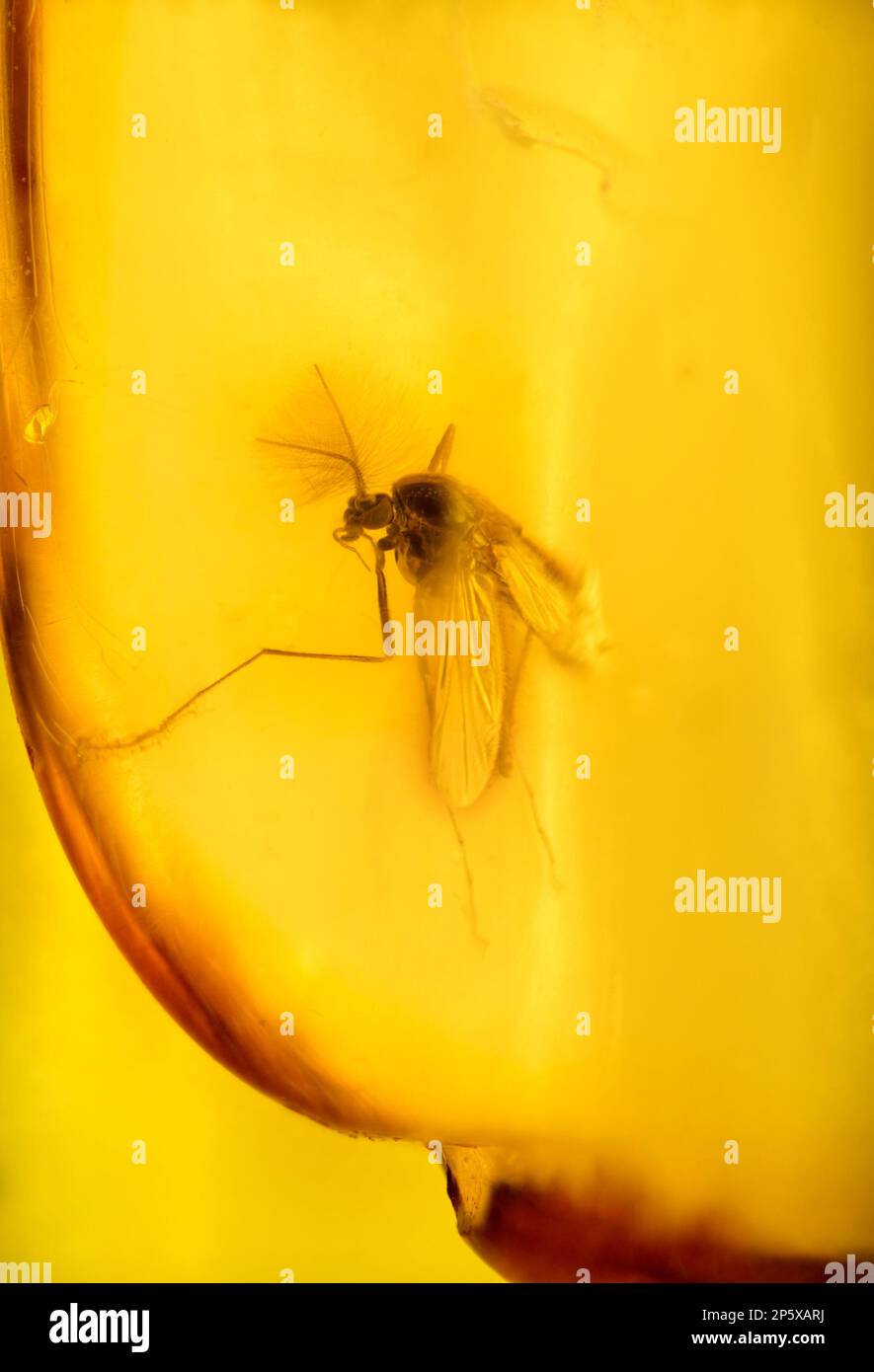 Mouche préhistorique conservée dans l'ambre Baltique - de Lituanie Banque D'Images