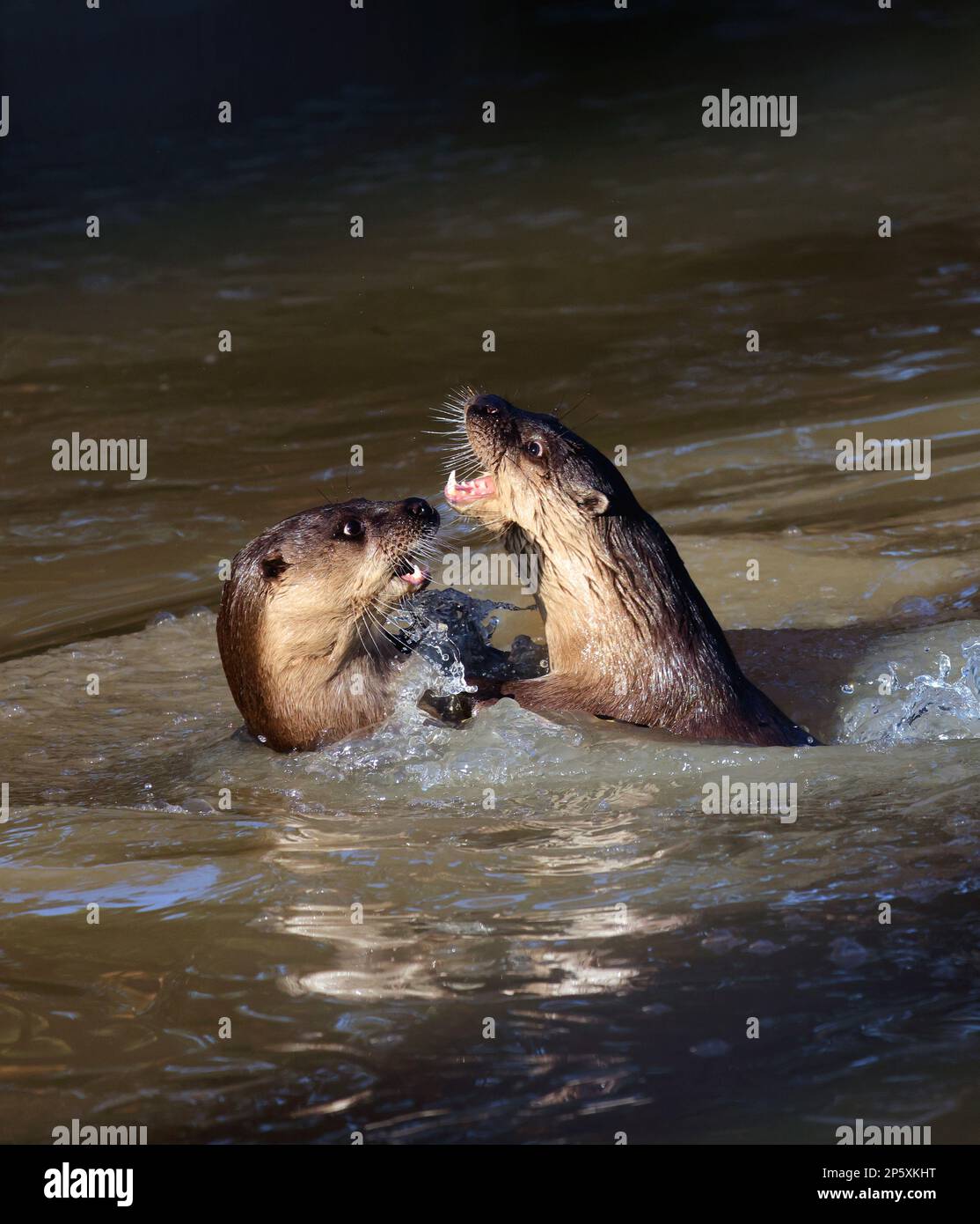 Loutre de rivière européenne, loutre européenne, loutre eurasien (Lutra lutra), deux loutre rompant dans l'eau, vue latérale, Allemagne Banque D'Images