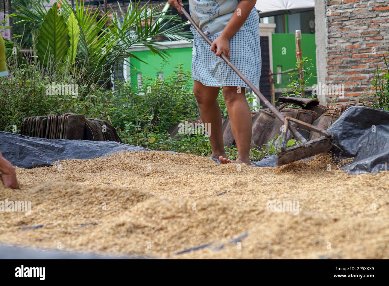 Deux femmes indonésiennes sèchent les semences de riz nouvellement récoltées dans la cour pendant la journée Banque D'Images