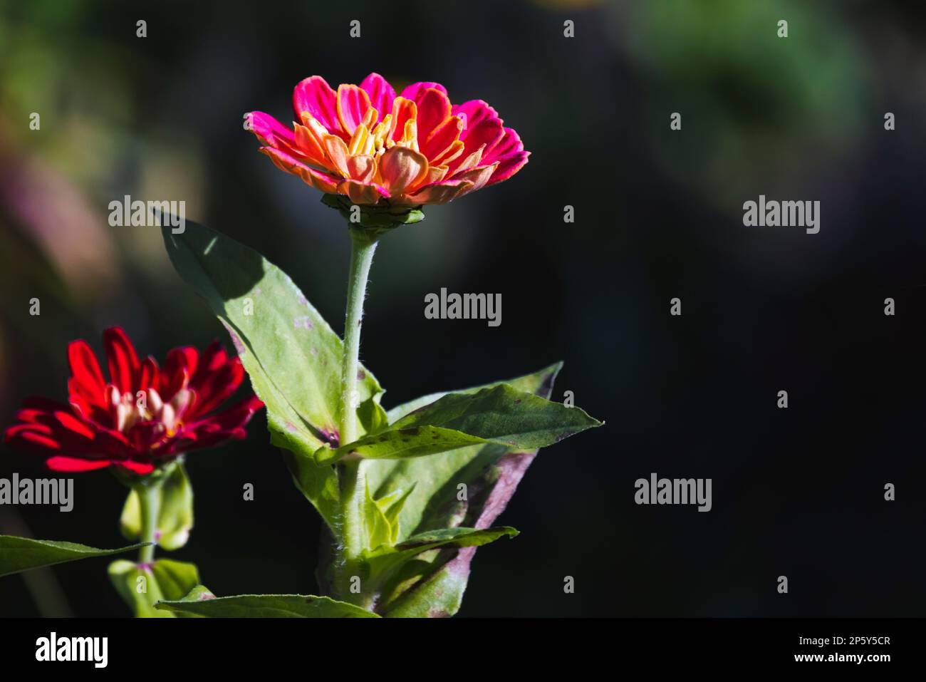 Fleur de Zinnia colorée par temps ensoleillé, photo macro avec mise au point douce sélective Banque D'Images