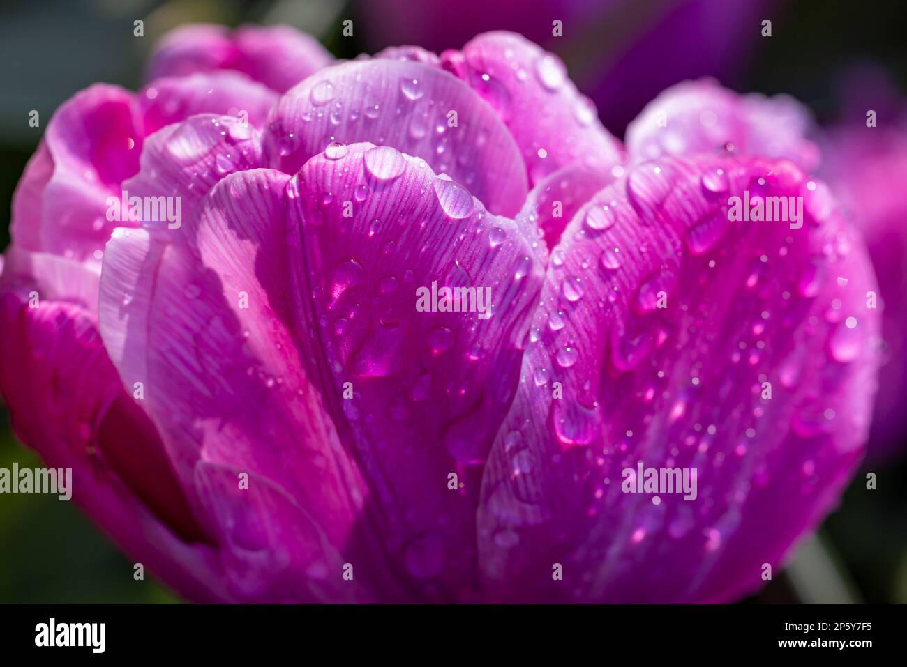 Photo macro de tulipe avec gouttes d'eau, jardin de fleurs de Keukenhof, Lisse, pays-Bas Banque D'Images