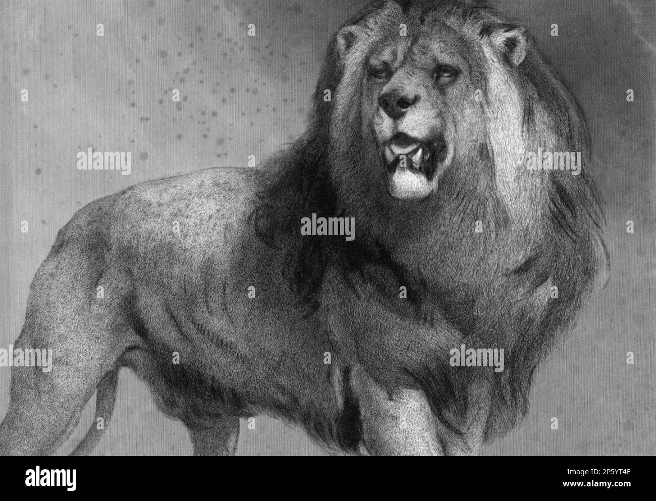 Lion, Thomas Landseer (Londres, Angleterre, vers 1795 - 1880) Banque D'Images
