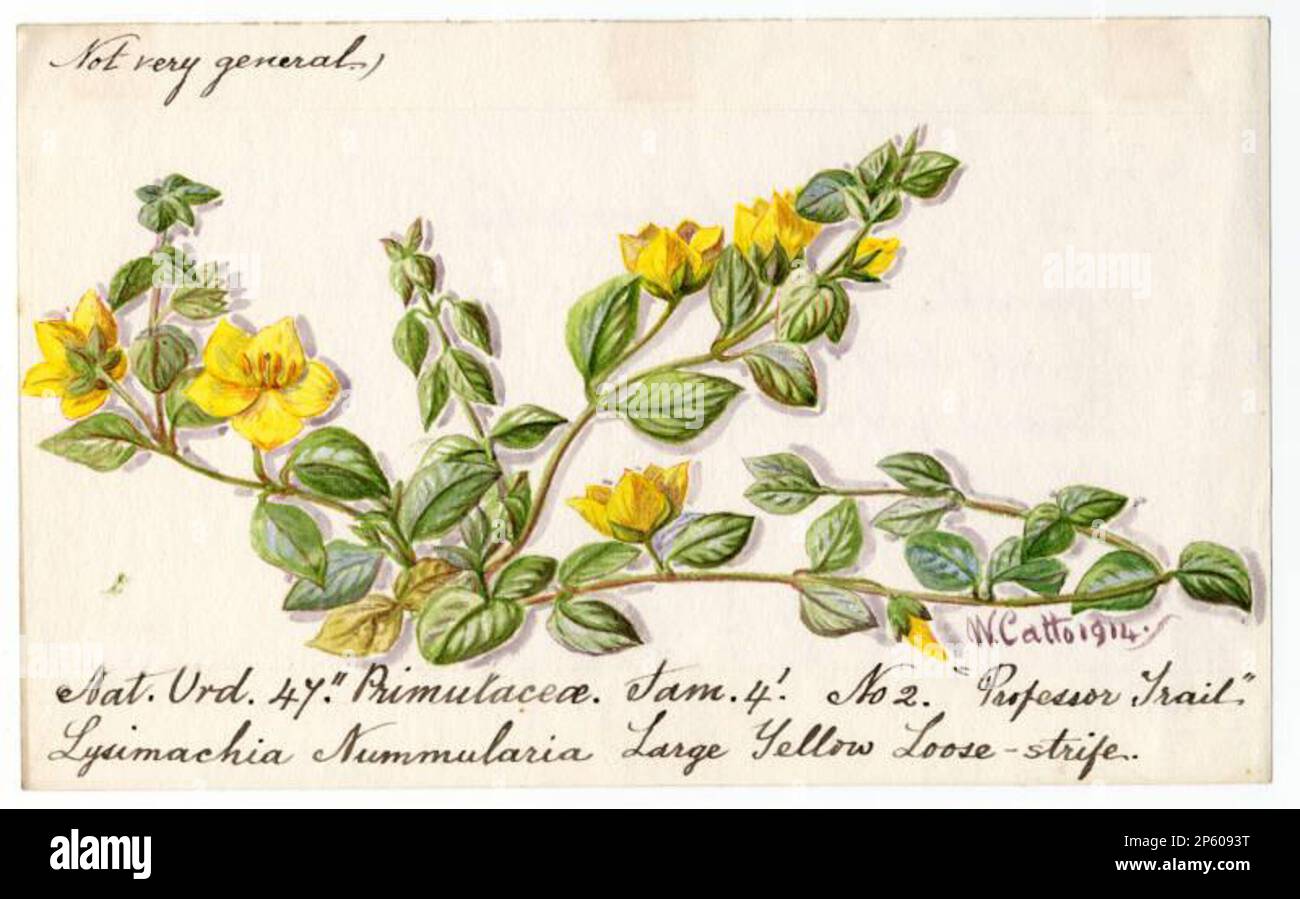 Grand jaune disloose-conflit (Lysimachia nummularia), William Catto (Aberdeen, Écosse, 1843 - 1927) 1914 Banque D'Images