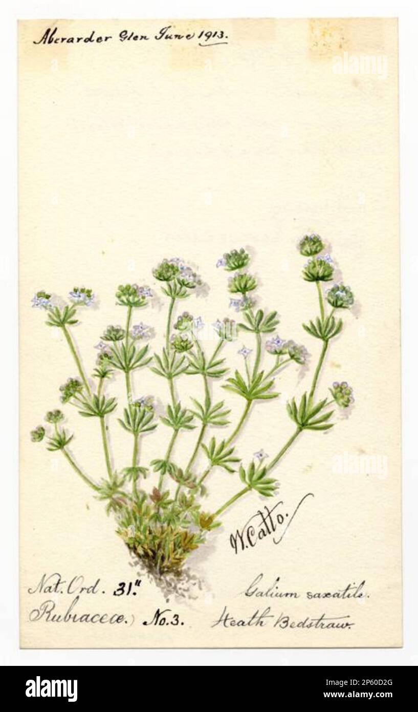 Heath bedpaille (galium hercynicum), William Catto (Aberdeen, Écosse, 1843 - 1927) 1913 Banque D'Images