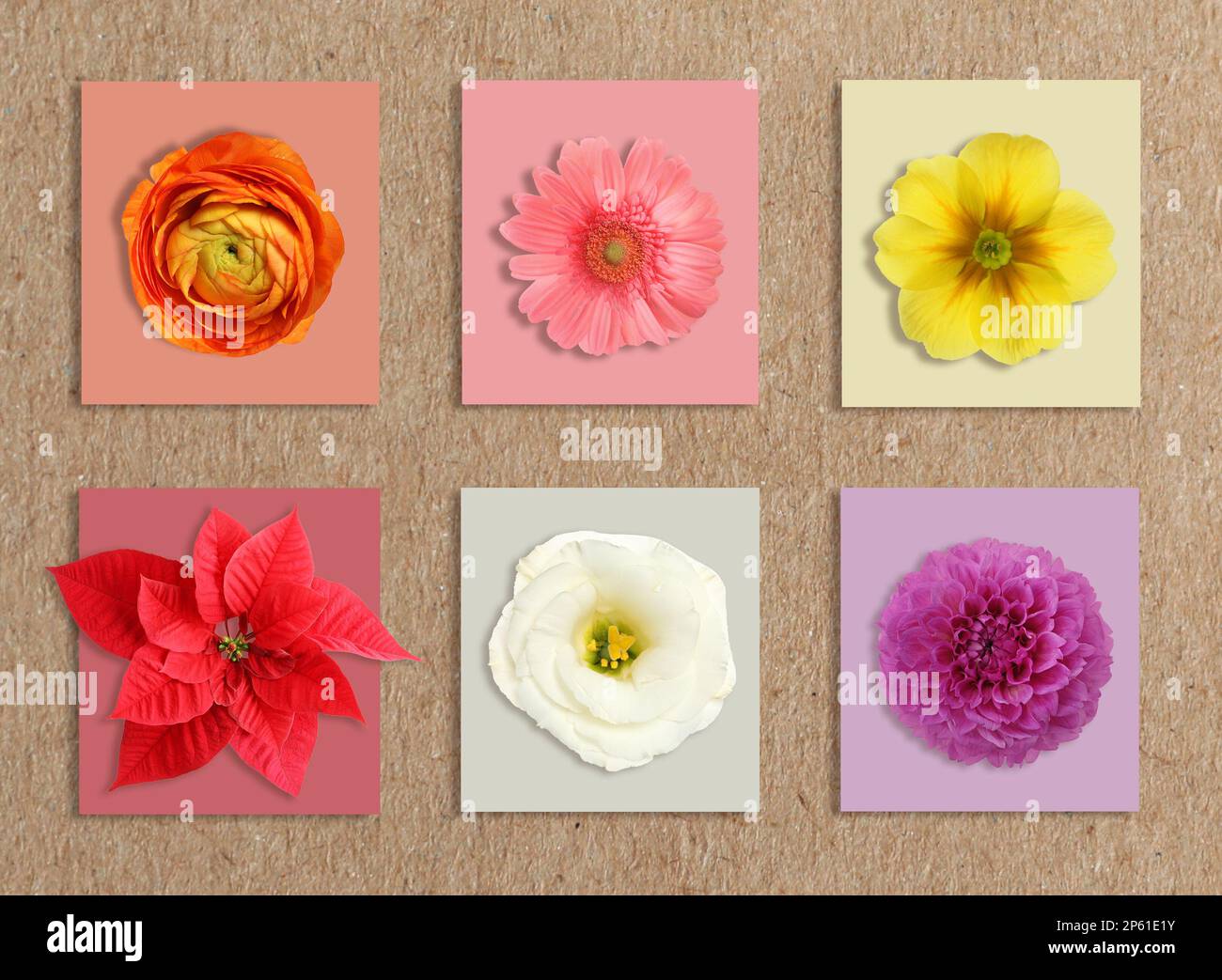 Fleurs multicolores et cartes de nuances similaires sur papier kraft, collage. Méthode Montessori Banque D'Images