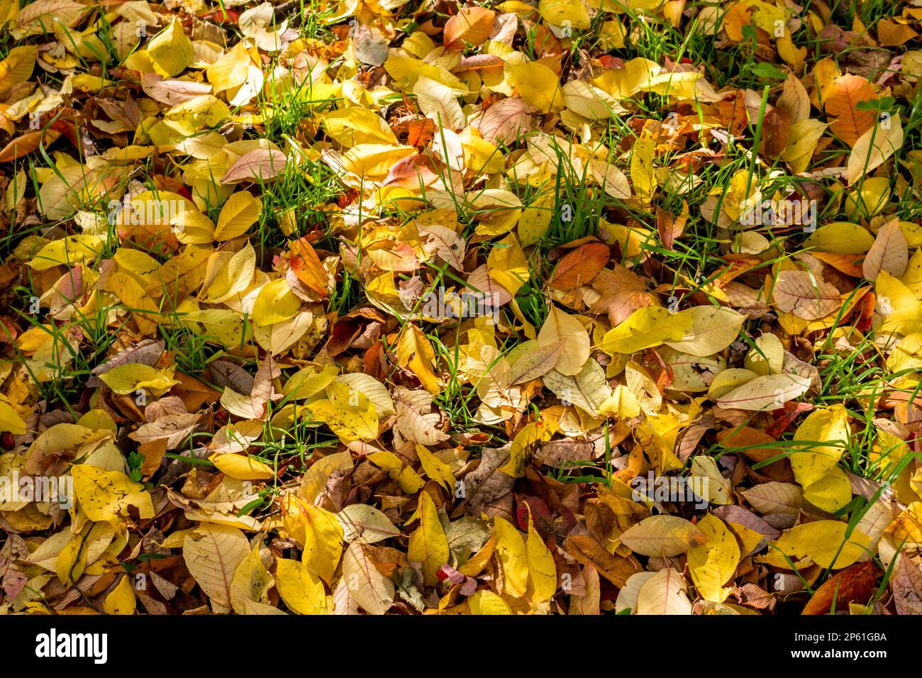 Terre parsemée de feuillage d'automne tombé, couleurs d'automne vives Banque D'Images