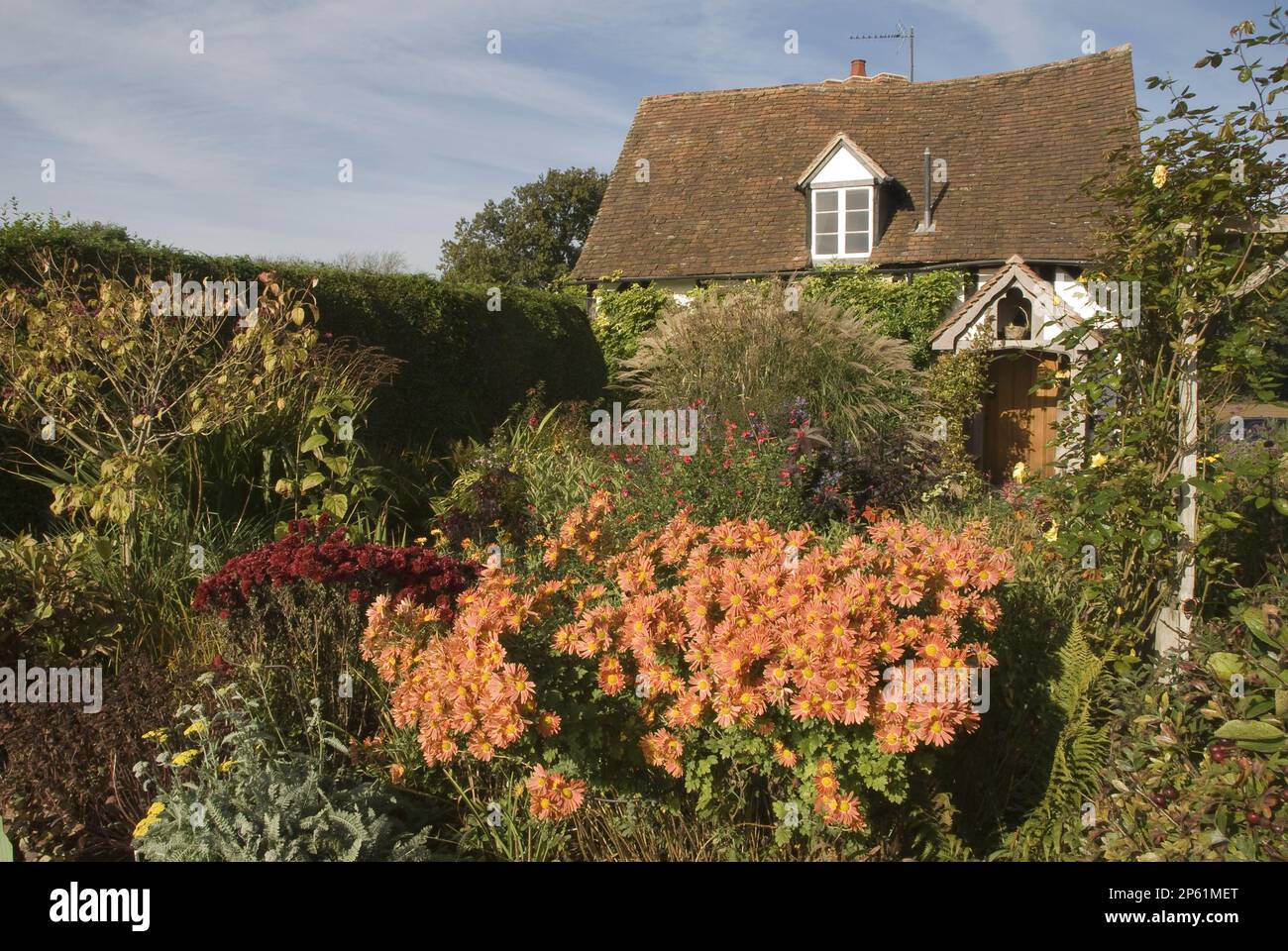 maison de campagne ancienne avec jardin fleuri en face jaune orange marguerite daisies Banque D'Images
