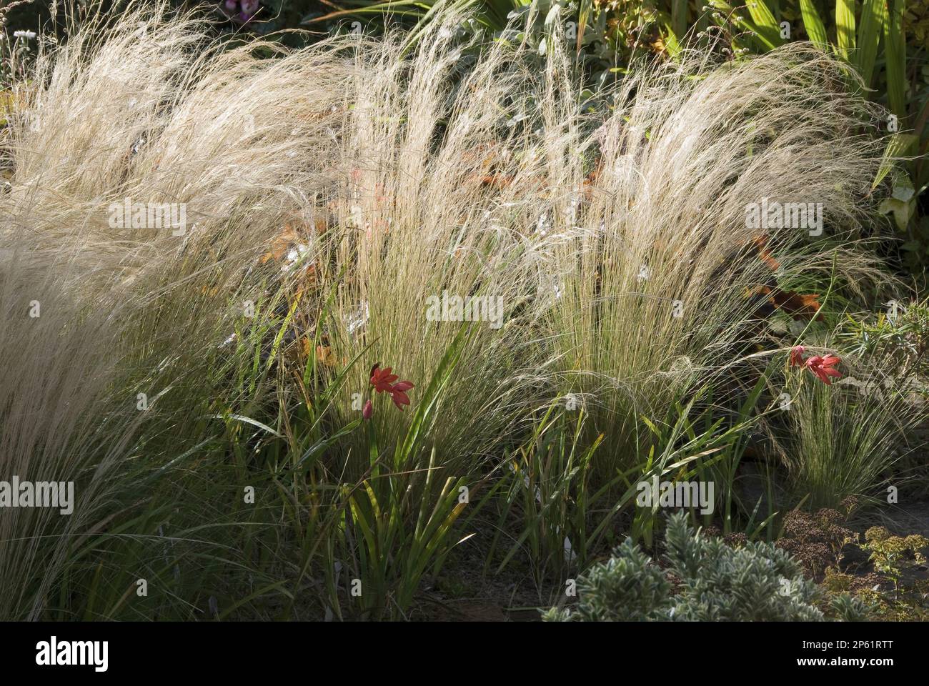 herbes vertes blanches dans le jardin de campagne avec des touches de fleurs rouges dans la lumière du soleil Banque D'Images