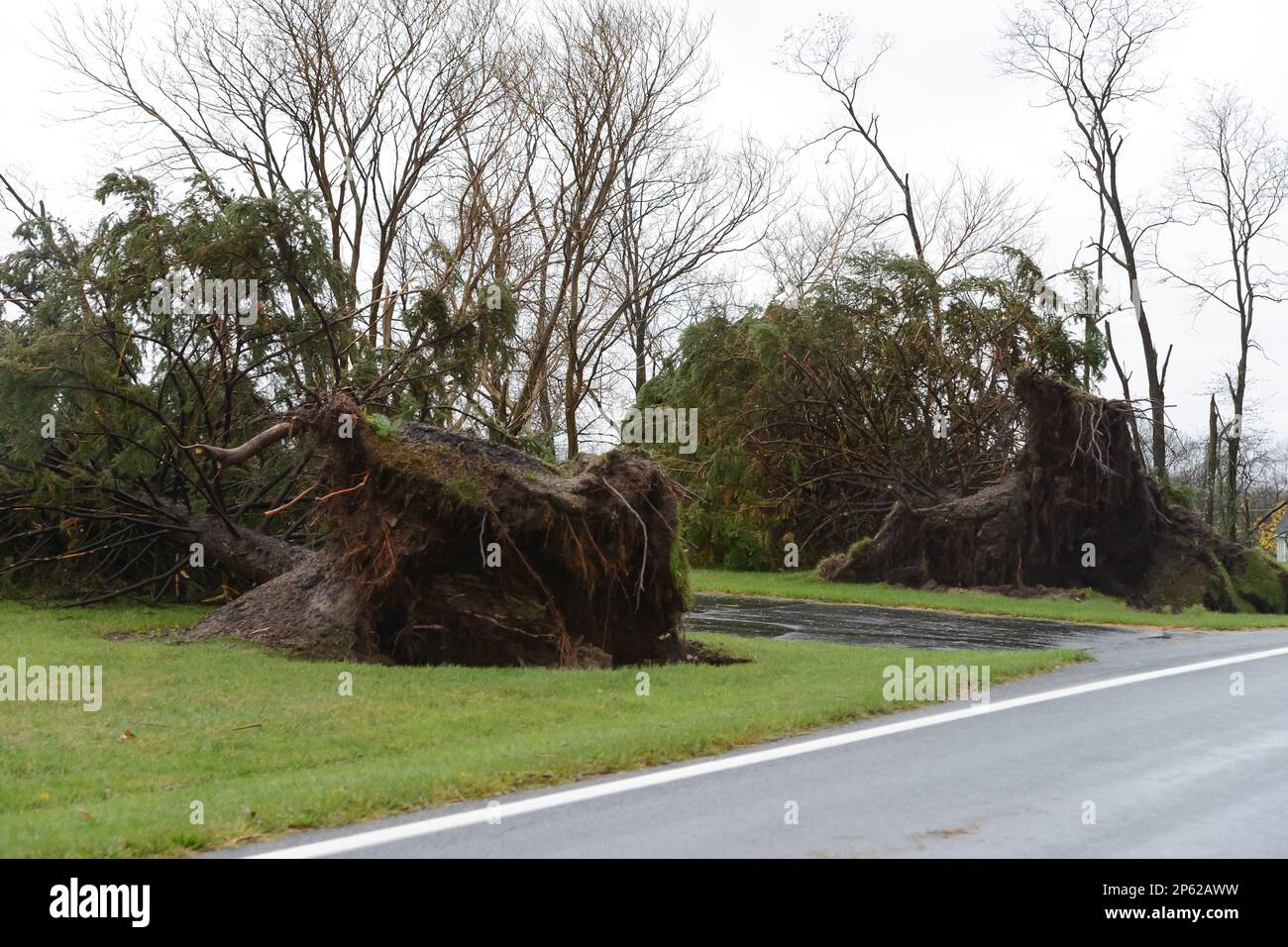 OCT 30, 2012 : A pair of massive trees are uprooted along Old Frederick Road, north of Frederick, MD, following a devastating night of high winds and heavy rain during the visit from Hurricane Sandy in Frederick County, MD. (Cal Sport Media via AP Images) Banque D'Images