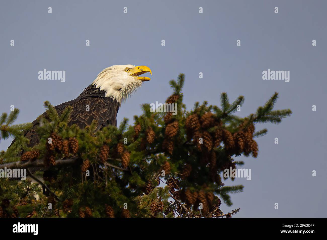 Un gros plan d'un aigle de la Bald perché sur une branche de pin. Banque D'Images