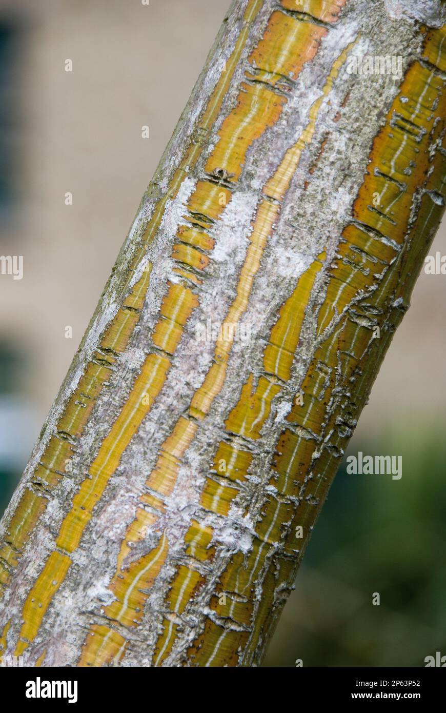 bandes de lichen gris jaune or et argent blanc sur le motif d'écorce de tronc d'arbre Banque D'Images