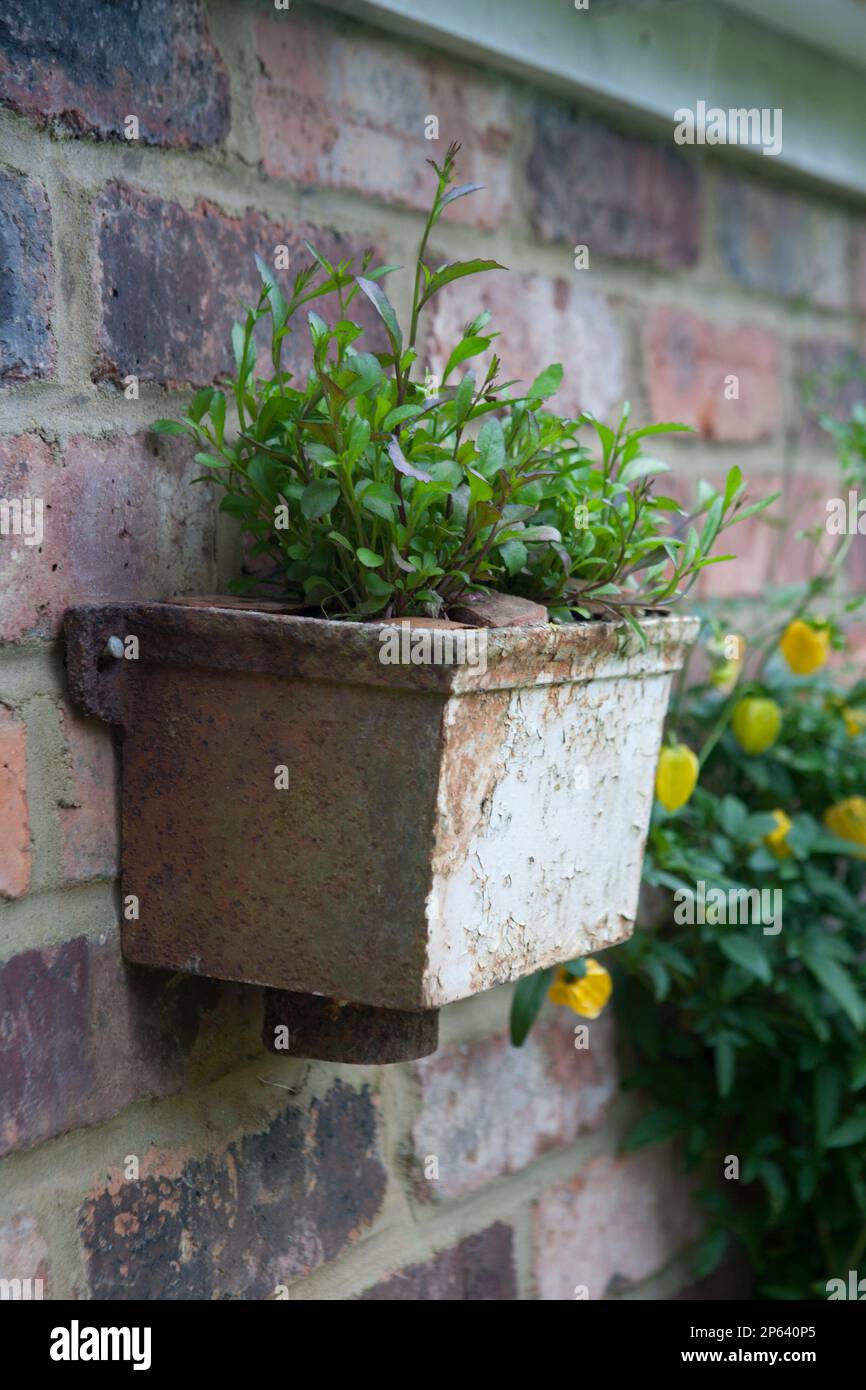 Petit récipient mural sera bientôt une émeute de blues une fois que la lobelia est floraison Banque D'Images