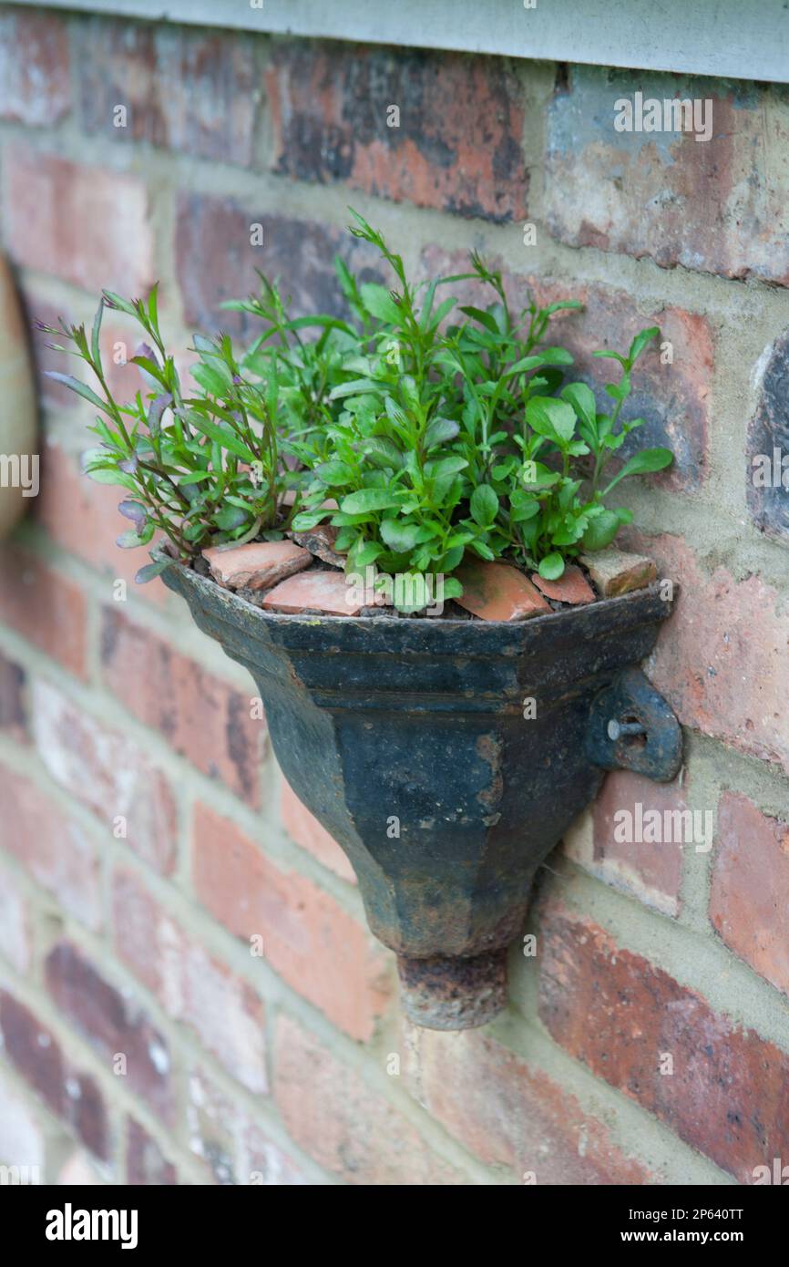 Petit récipient mural sera bientôt une émeute de blues une fois que la lobelia est floraison Banque D'Images