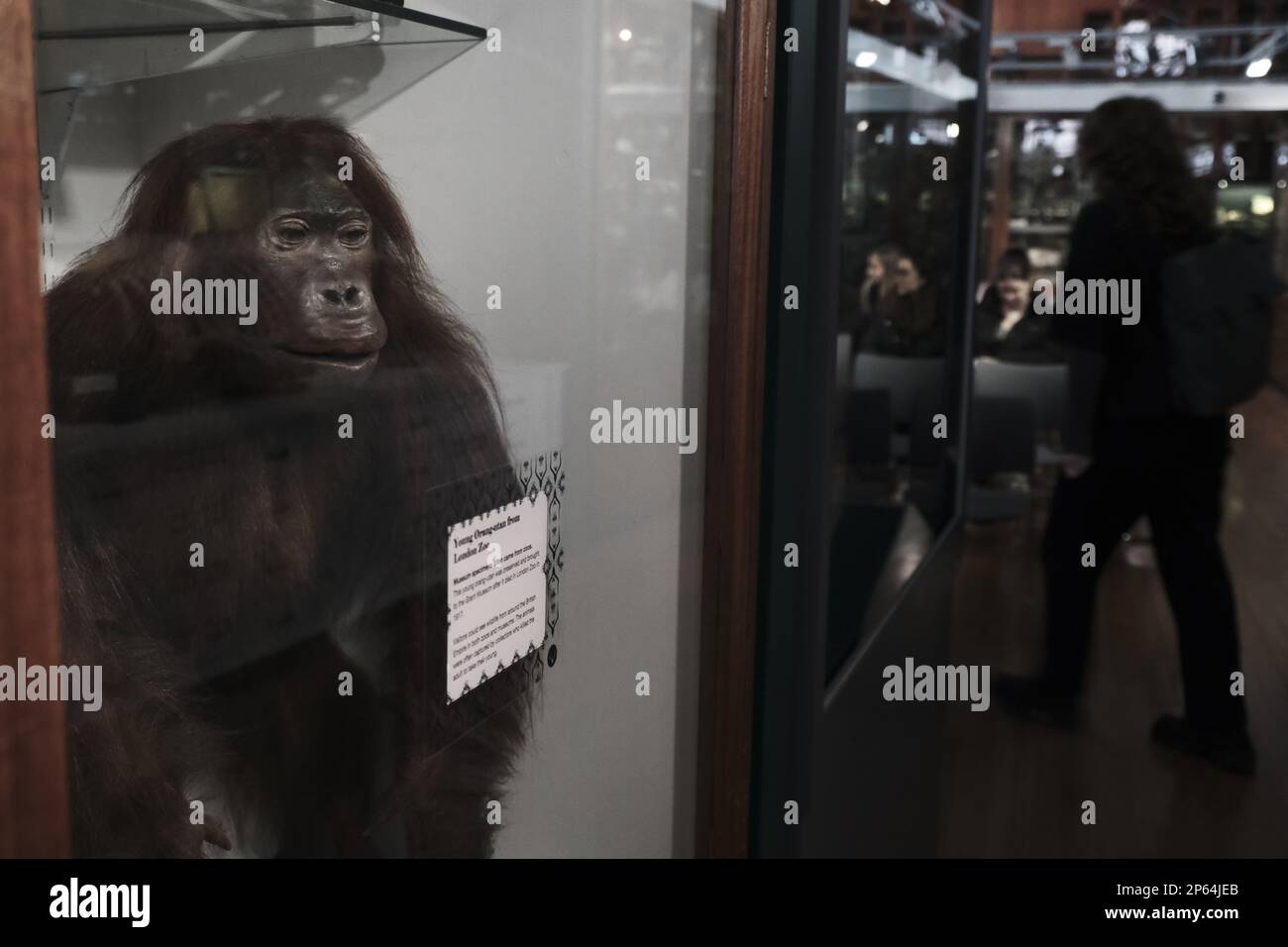 Grant Museum of Zoology Banque D'Images