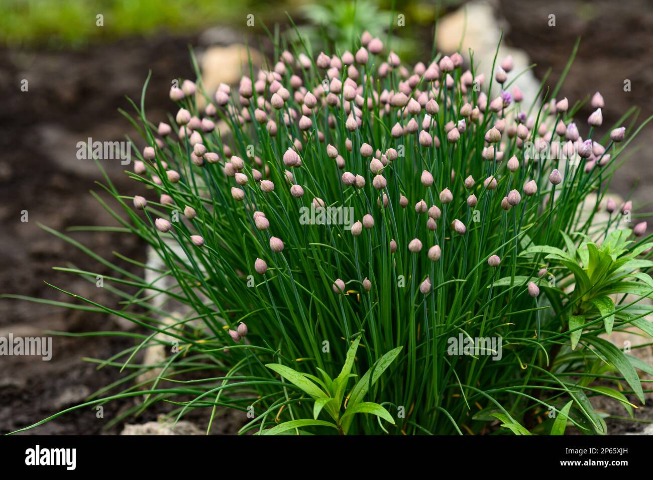 Bourgeons et feuilles vertes de Chives ou Allium schoenoprasum dans le jardin de printemps. Gros plan, mise au point sélective. Banque D'Images