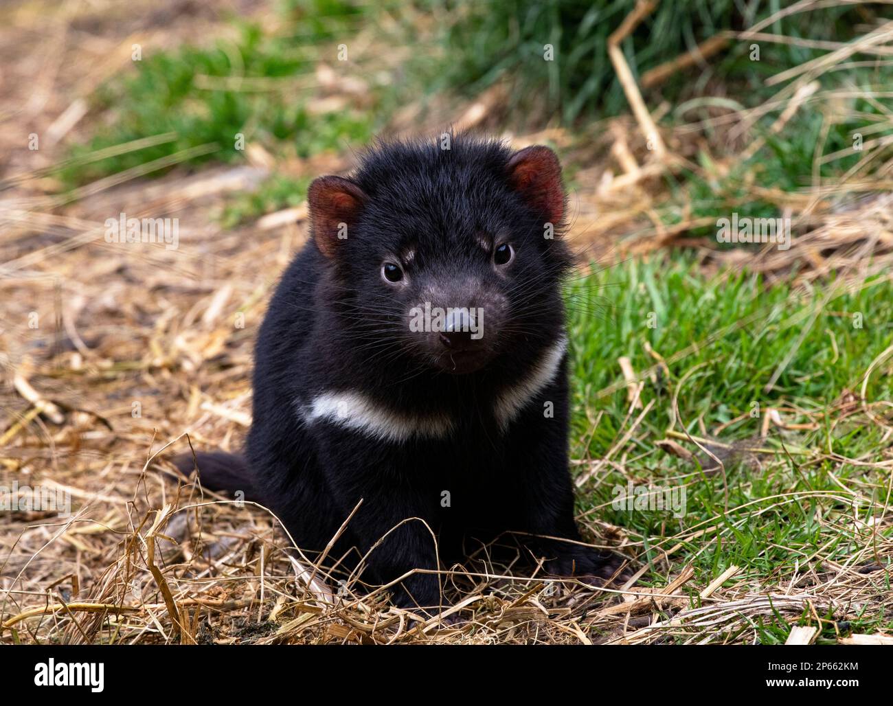 Bébé Tasmanian Devil, marsupial en voie de disparition, avec un regard mignon et curieux sur le sanctuaire Devils Cradle en Tasmanie, près du parc national de Cradle Mountain Banque D'Images