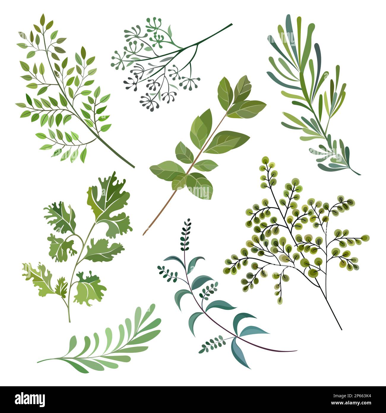 Imprimé printanier avec éléments botaniques. Illustration de Vecteur