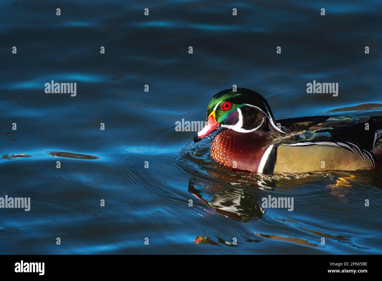 Canard de bois de Drake sur l'étang Banque D'Images