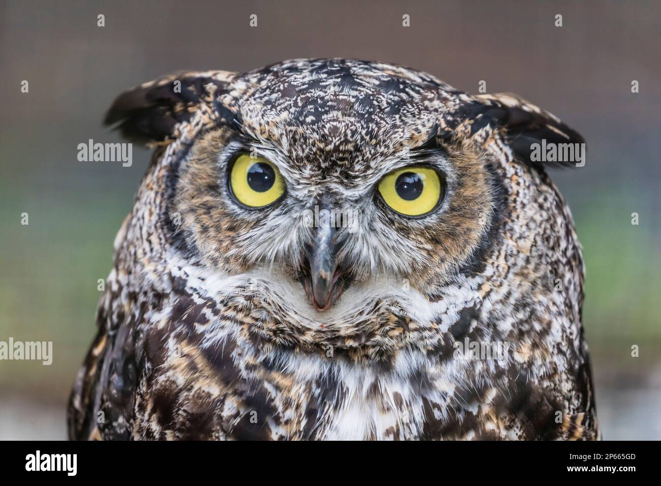 Grand hibou captif adulte (Bubo virginianus), Alaska Raptor Centre à Sitka, Alaska du Sud-est, États-Unis d'Amérique, Amérique du Nord Banque D'Images