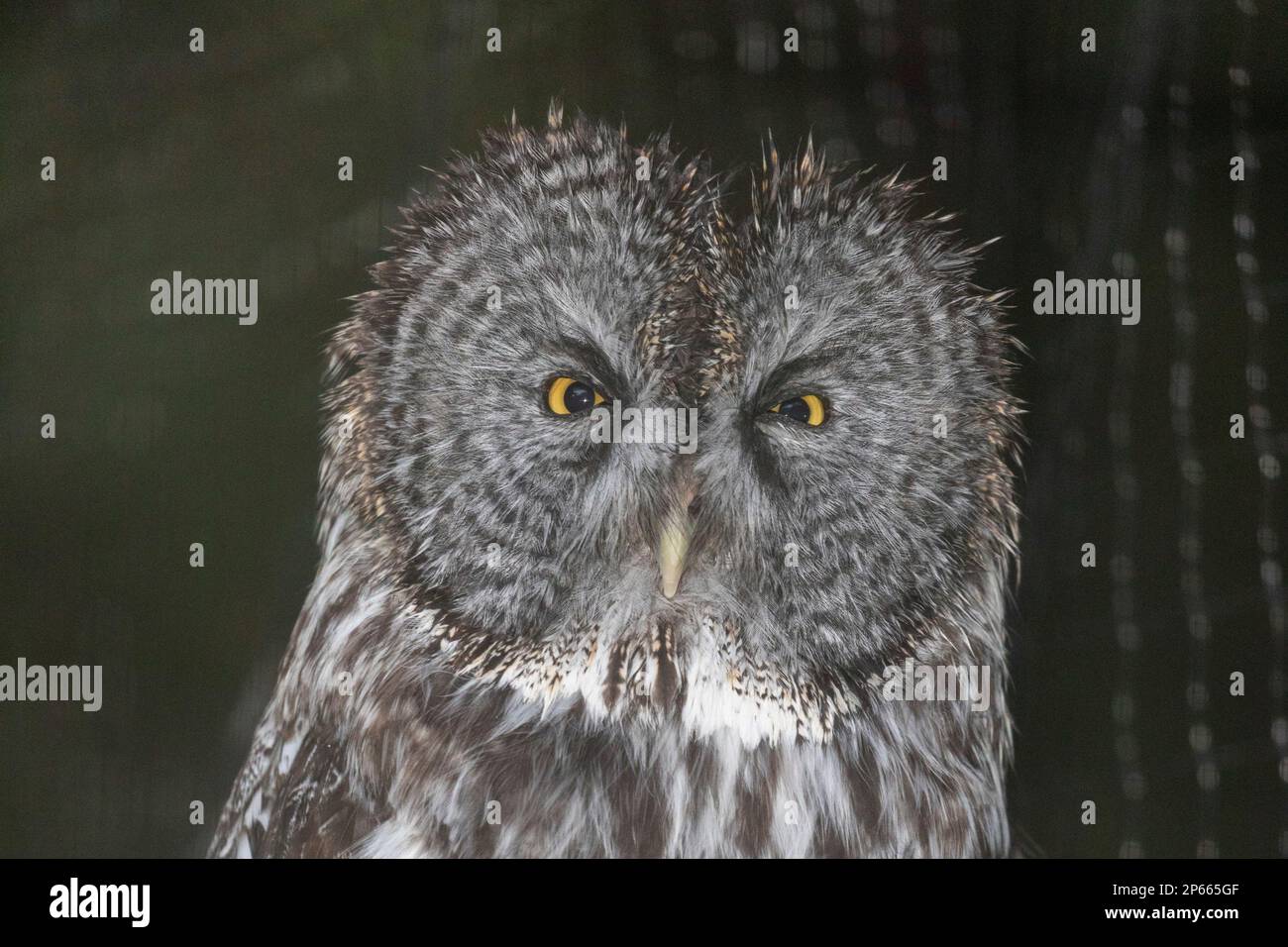 Grand hibou gris (Strix nebulosa), Centre de réhabilitation Raptor à Sitka, Alaska, États-Unis d'Amérique, Amérique du Nord Banque D'Images