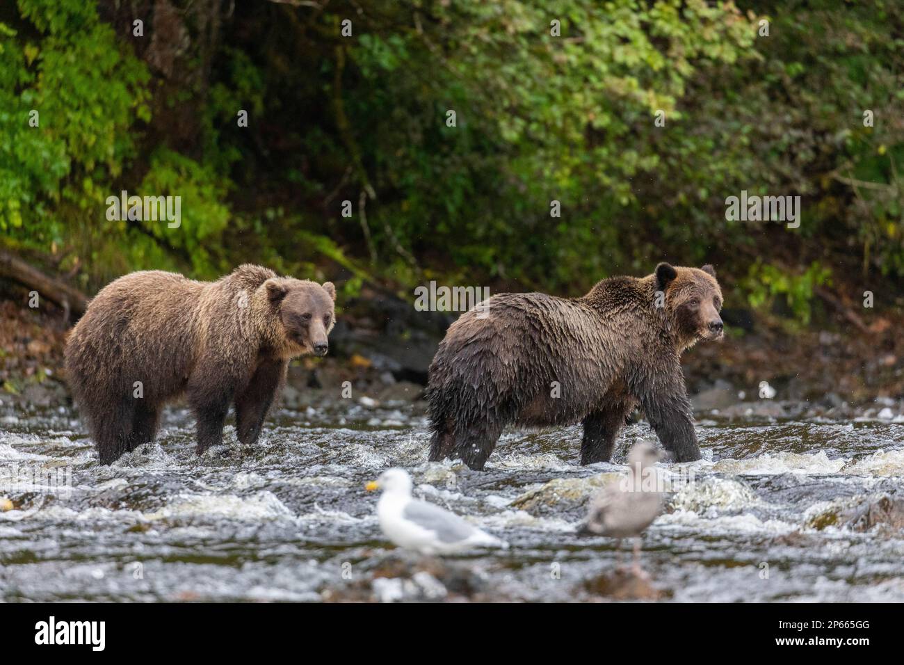 Ours Bruns Banque De Photographies Et D images Haute R solution Alamy