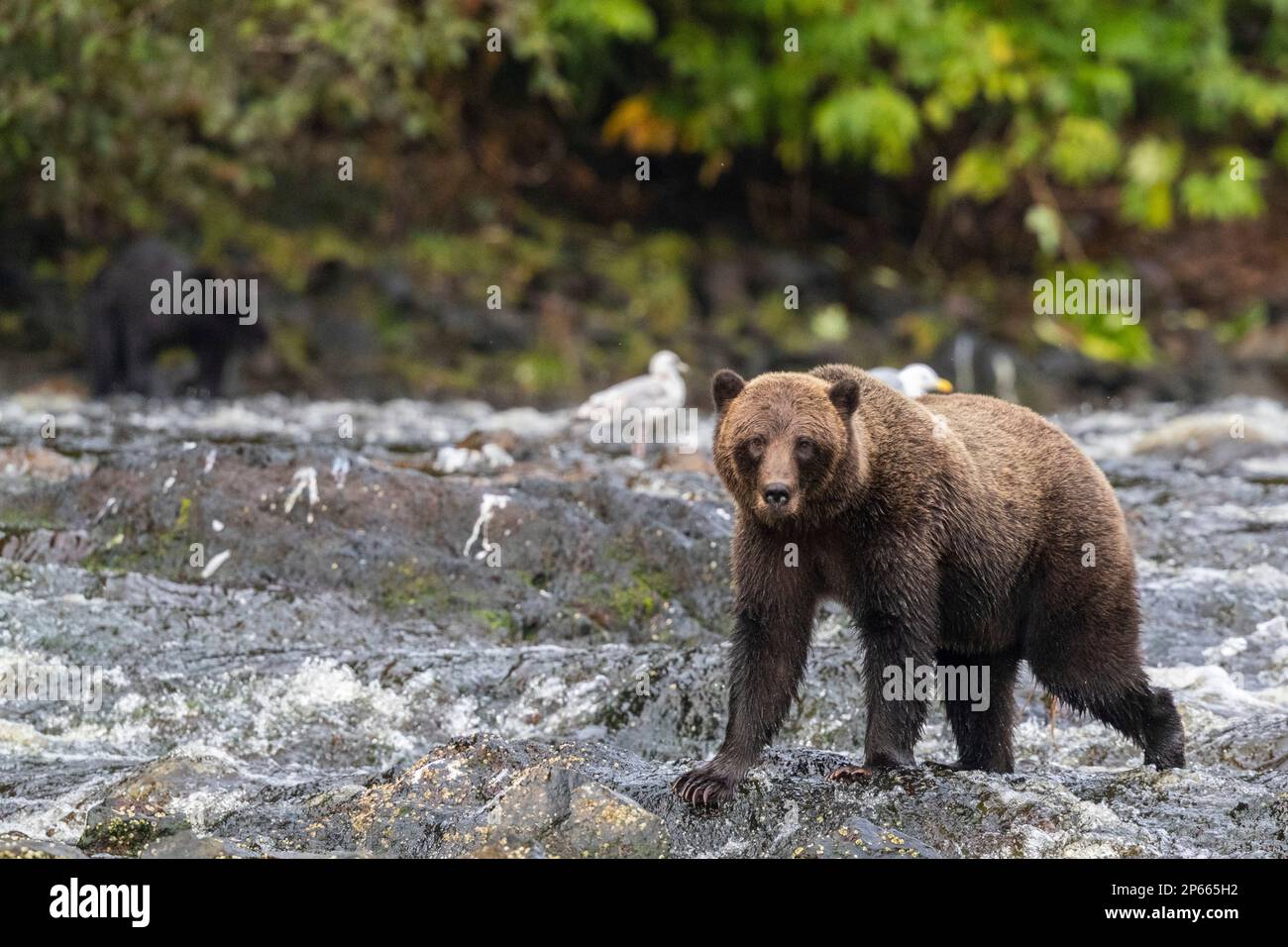 Ours brun adulte (Ursus arctos), le long du ruisseau de saumon rose sur l'île Chichagof, Alaska, États-Unis d'Amérique, Amérique du Nord Banque D'Images