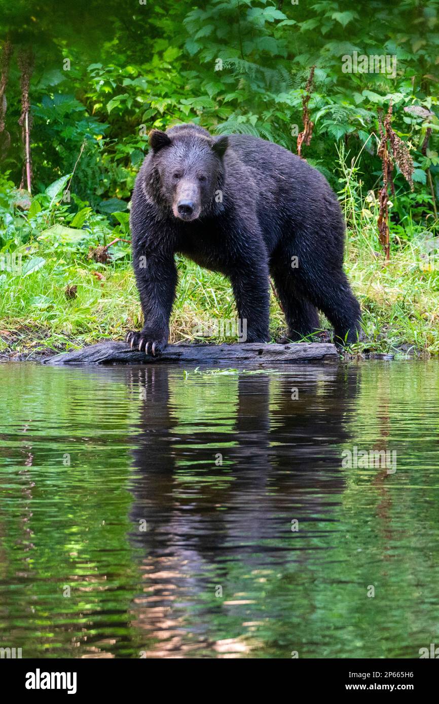 Ours brun adulte (Ursus arctos), looking pour le saumon rose sur la rive du lac Eva, île Baranof, Alaska, États-Unis d'Amérique, Amérique du Nord Banque D'Images