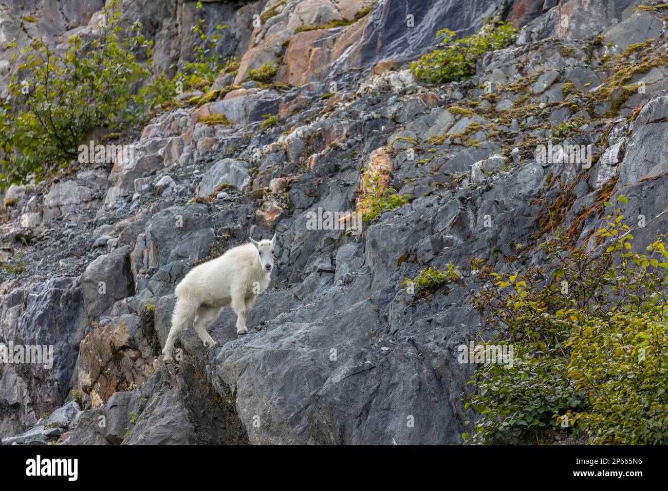 Chèvre de montagne adulte (Oreamnos americanus), au glacier South Sawyer, dans le bras Tracy, dans le sud-est de l'Alaska, États-Unis d'Amérique, Amérique du Nord Banque D'Images