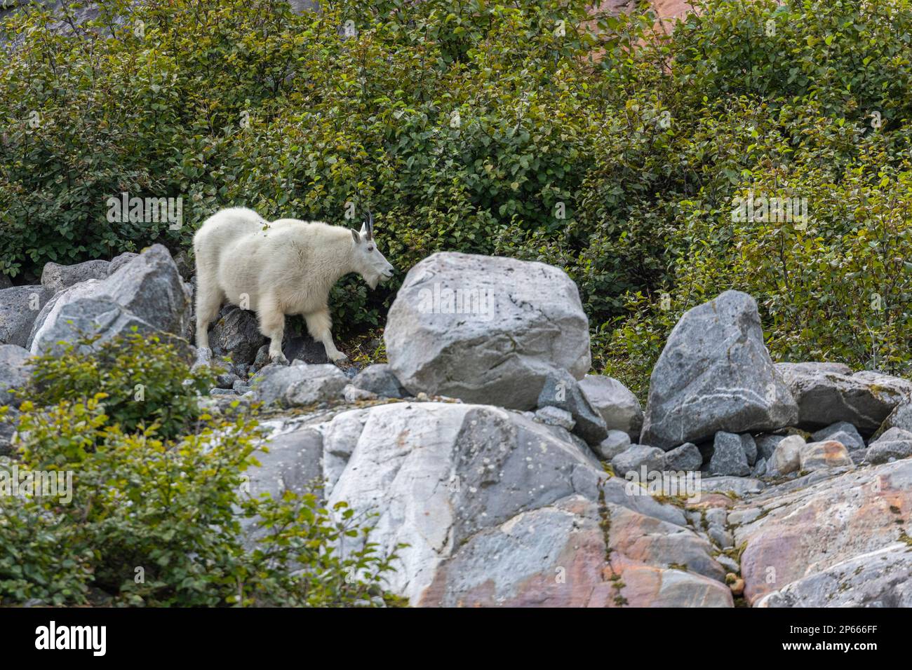 Chèvre de montagne adulte (Oreamnos americanus), au glacier South Sawyer, dans le bras Tracy, dans le sud-est de l'Alaska, États-Unis d'Amérique, Amérique du Nord Banque D'Images