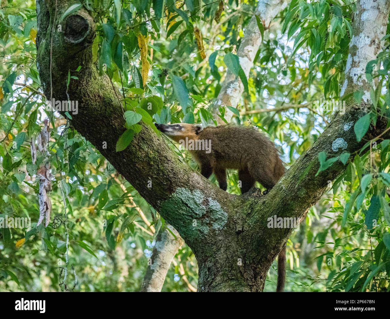 Coati adulte d'Amérique du Sud (Nasua nasua), grimpant dans un arbre aux chutes d'Iguazu, province de Misiones, Argentine, Amérique du Sud Banque D'Images