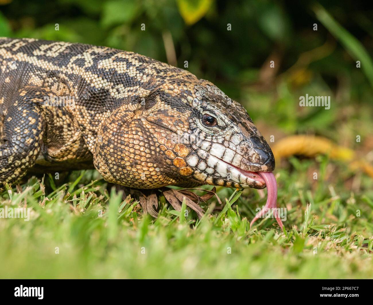 Un tegu noir et blanc argentin adulte (Salvator merianae), chutes d ...