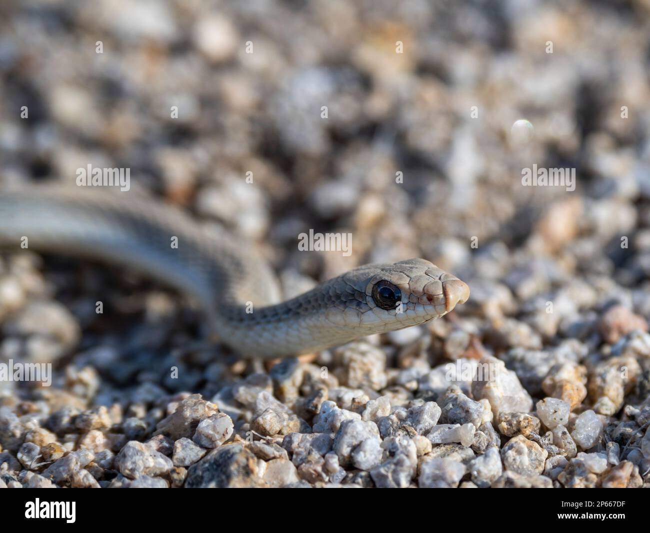 Un serpent à nez piqué (Salvadora hexalepis) adulte, dans le parc national de Joshua Tree, Californie, États-Unis d'Amérique, Amérique du Nord Banque D'Images