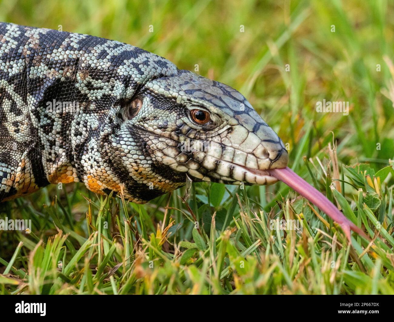 Un tegu noir et blanc argentin adulte (Salvator merianae), chutes d ...
