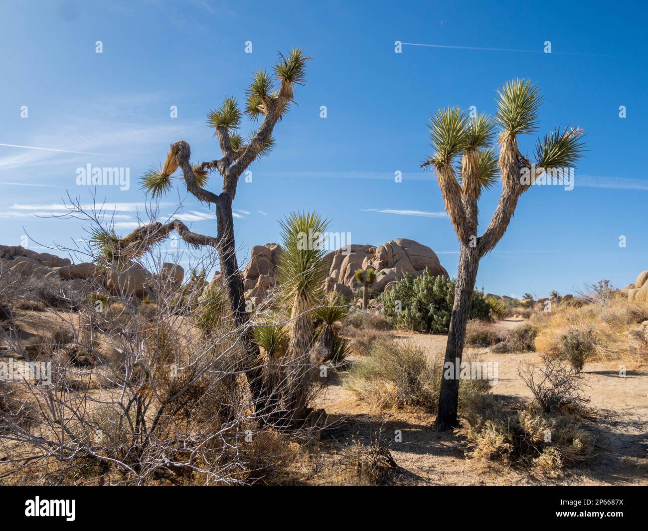 Joshua Trees (Yucca brevifolia), parmi les roches altérées dans le parc national de Joshua Tree, Californie, États-Unis d'Amérique, Amérique du Nord Banque D'Images
