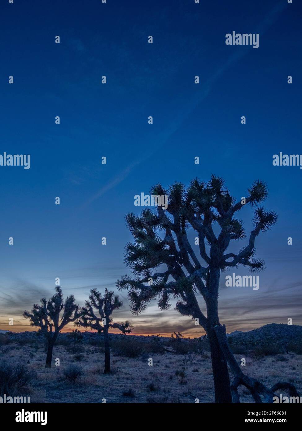 Joshua Trees (Yucca brevifolia) au coucher du soleil dans le parc national de Joshua Tree, Californie, États-Unis d'Amérique, Amérique du Nord Banque D'Images
