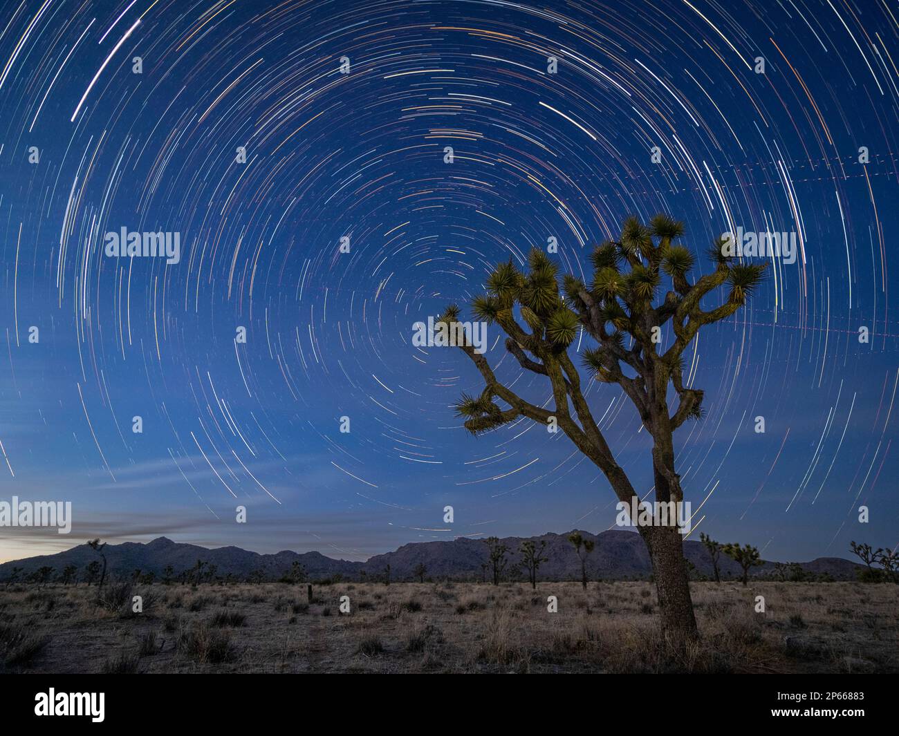 Joshua Trees (Yucca brevifolia), sous des pistes étoiles dans le parc national de Joshua Tree, Californie, États-Unis d'Amérique, Amérique du Nord Banque D'Images