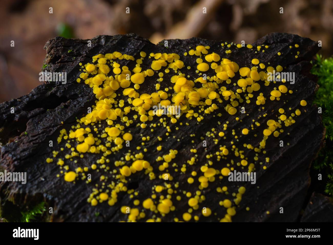 Très petit champignon jaune fée tasses ou citron discos, Bisporella citrina, sur vieux bois humide. Banque D'Images