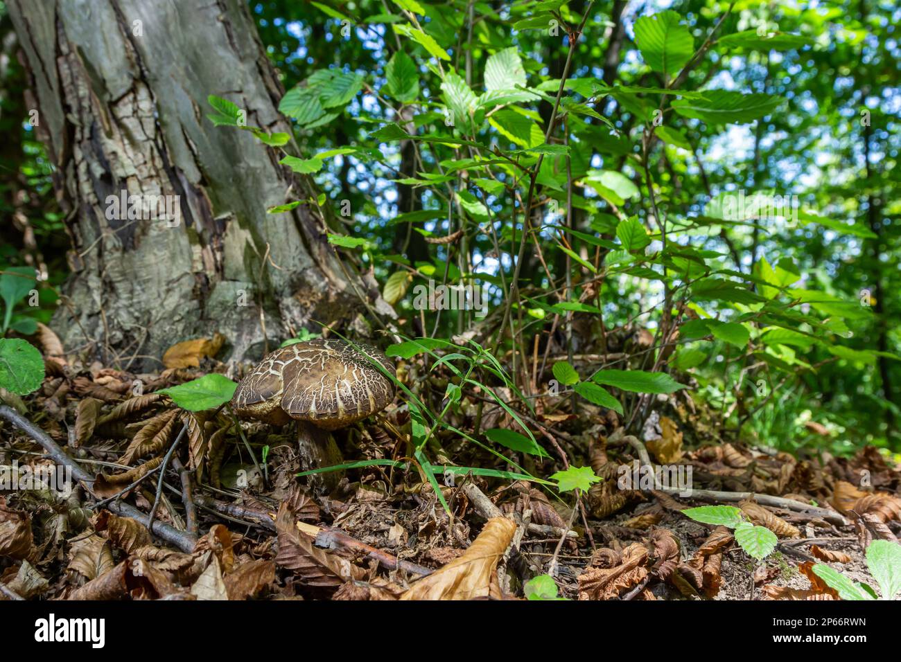 Les champignons de Leccinellum pseudoscabrum en été. Champignons poussant dans la forêt. Banque D'Images