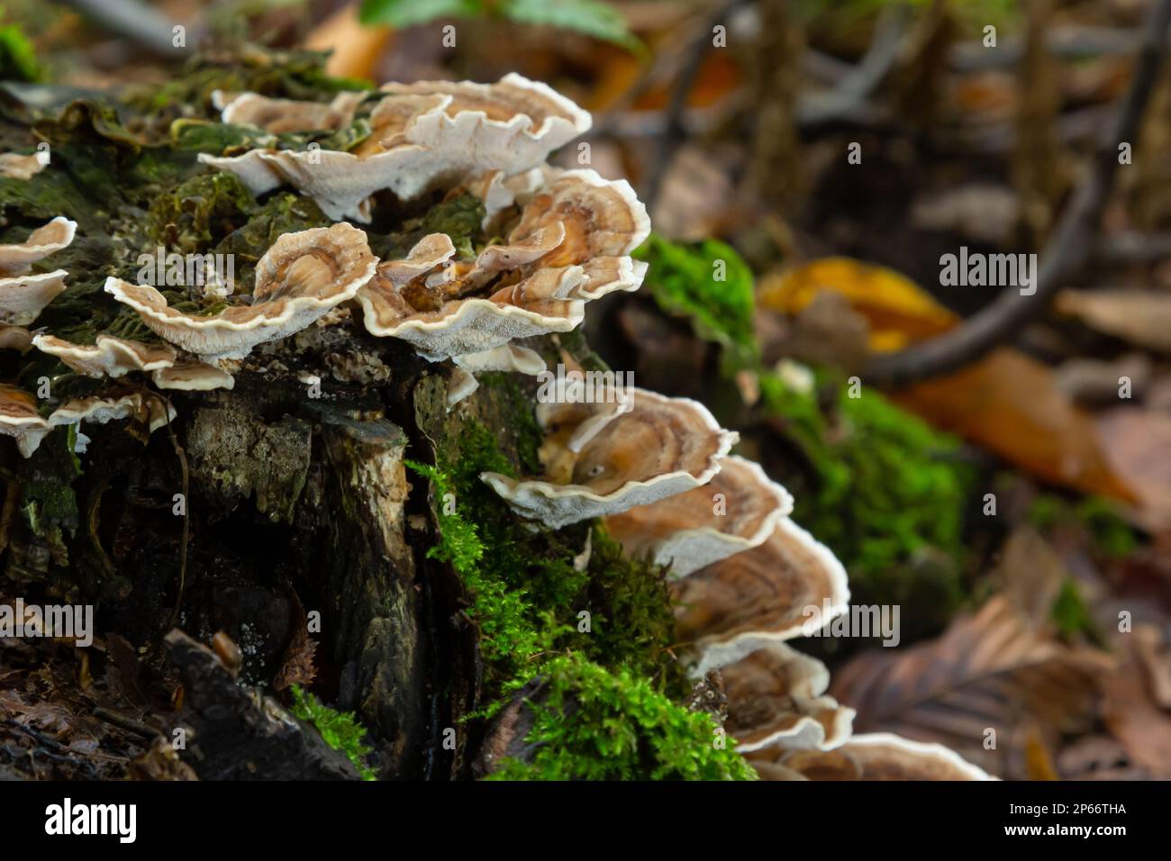 Gloeophyllum sepiarium champignon sur l'arbre dans la forêt. Polypore rouillé. Banque D'Images