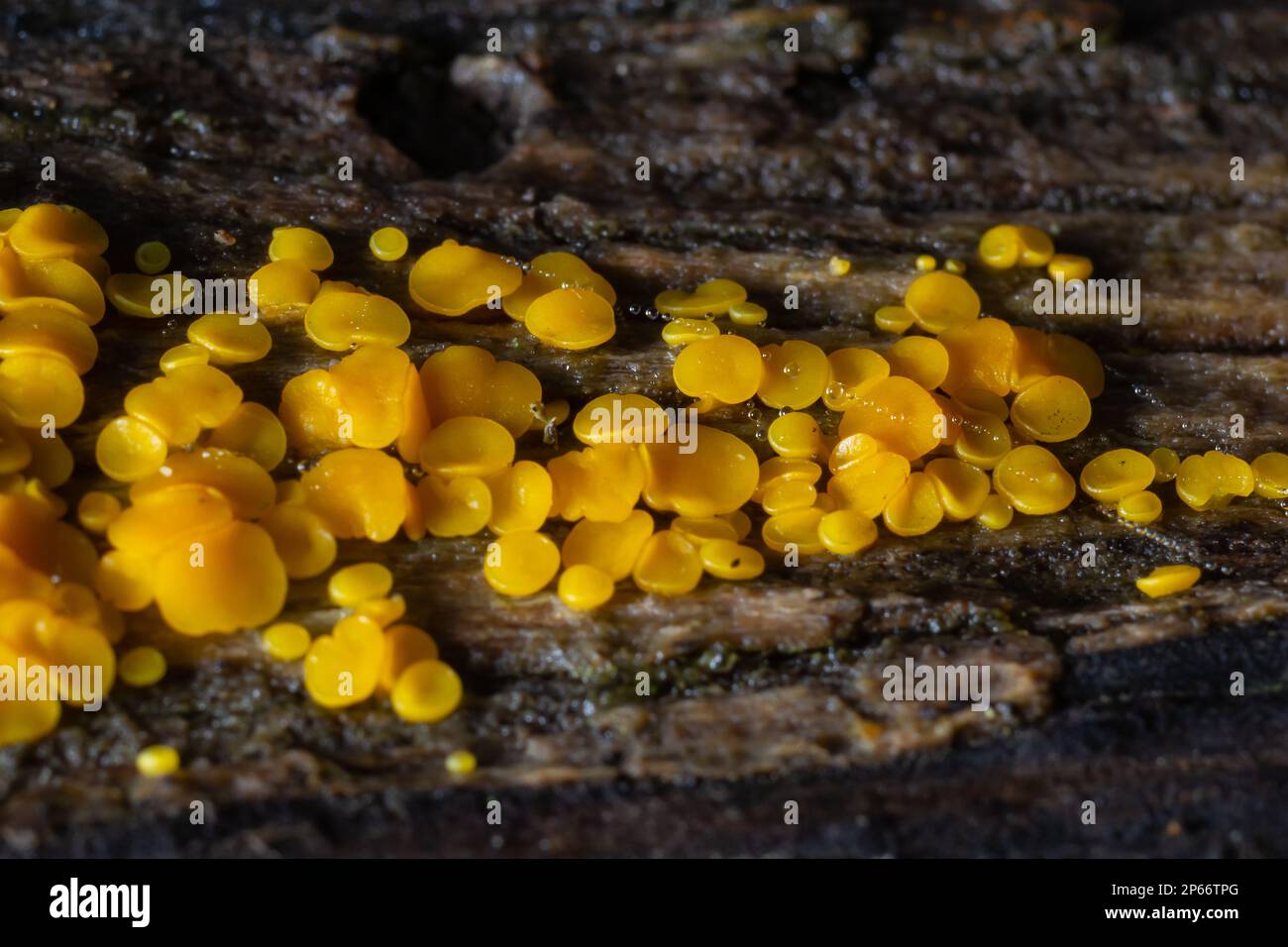 Très petit champignon jaune fée tasses ou citron discos, Bisporella citrina, sur le vieux bois humide macro texture, sélectif foyer, DOF peu profond. Banque D'Images