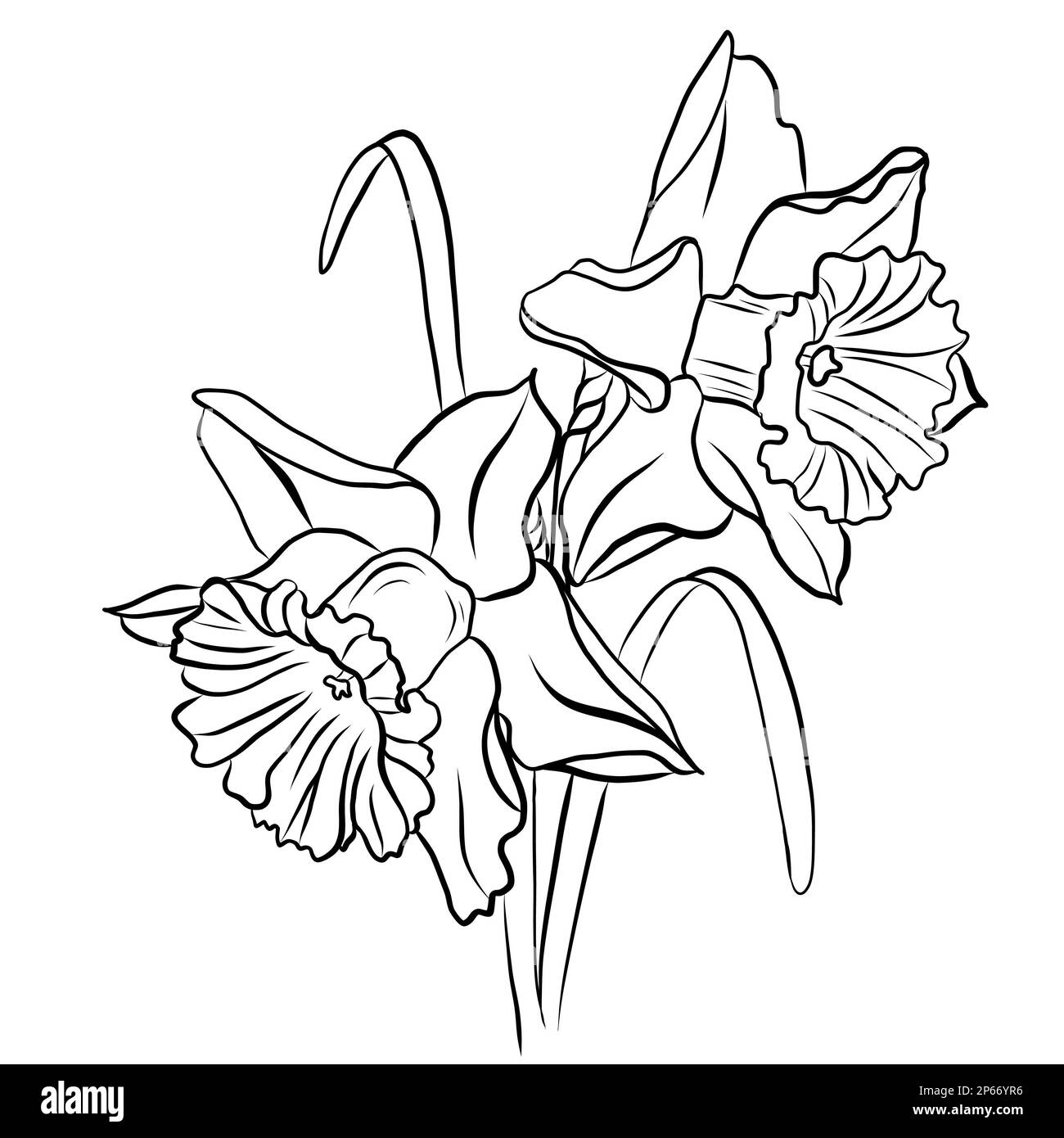 Dessin d'un bouquet de jonquilles 2-1 Banque D'Images