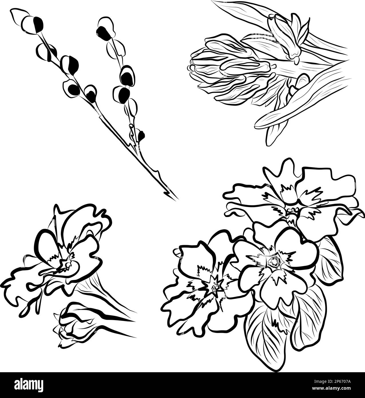 Dessin vectoriel branche de saule et fleurs de printemps Illustration de Vecteur