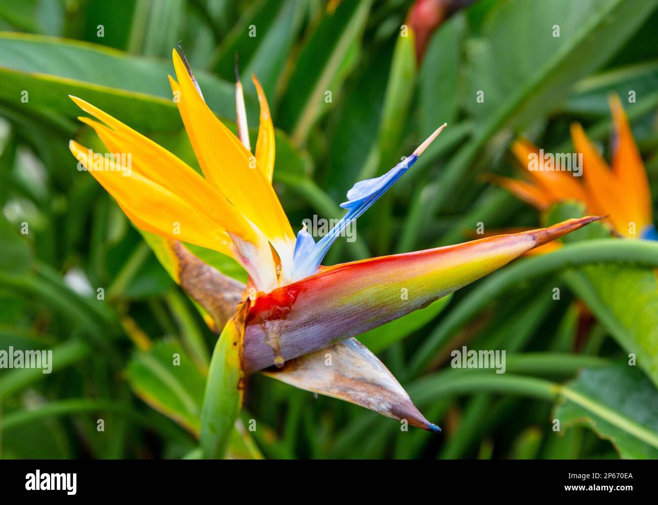 Fleur d'oiseau de paradis (Strelitzia), Bermudes, Atlantique Nord Banque D'Images