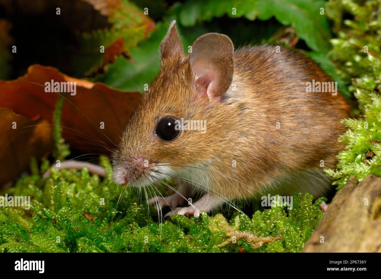 Wood Mouse (Apodemus sylvaticus) animal captif en studio, Berwickshire, Écosse, février 2006 Banque D'Images